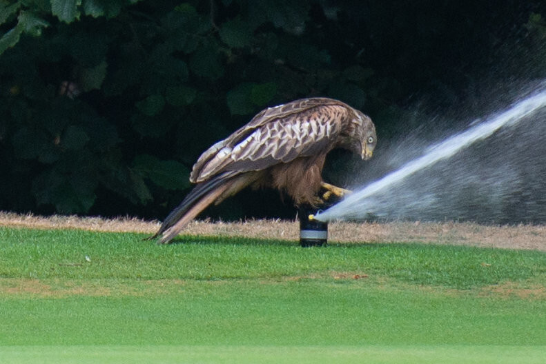 Large bird on an irrigation sprinkler