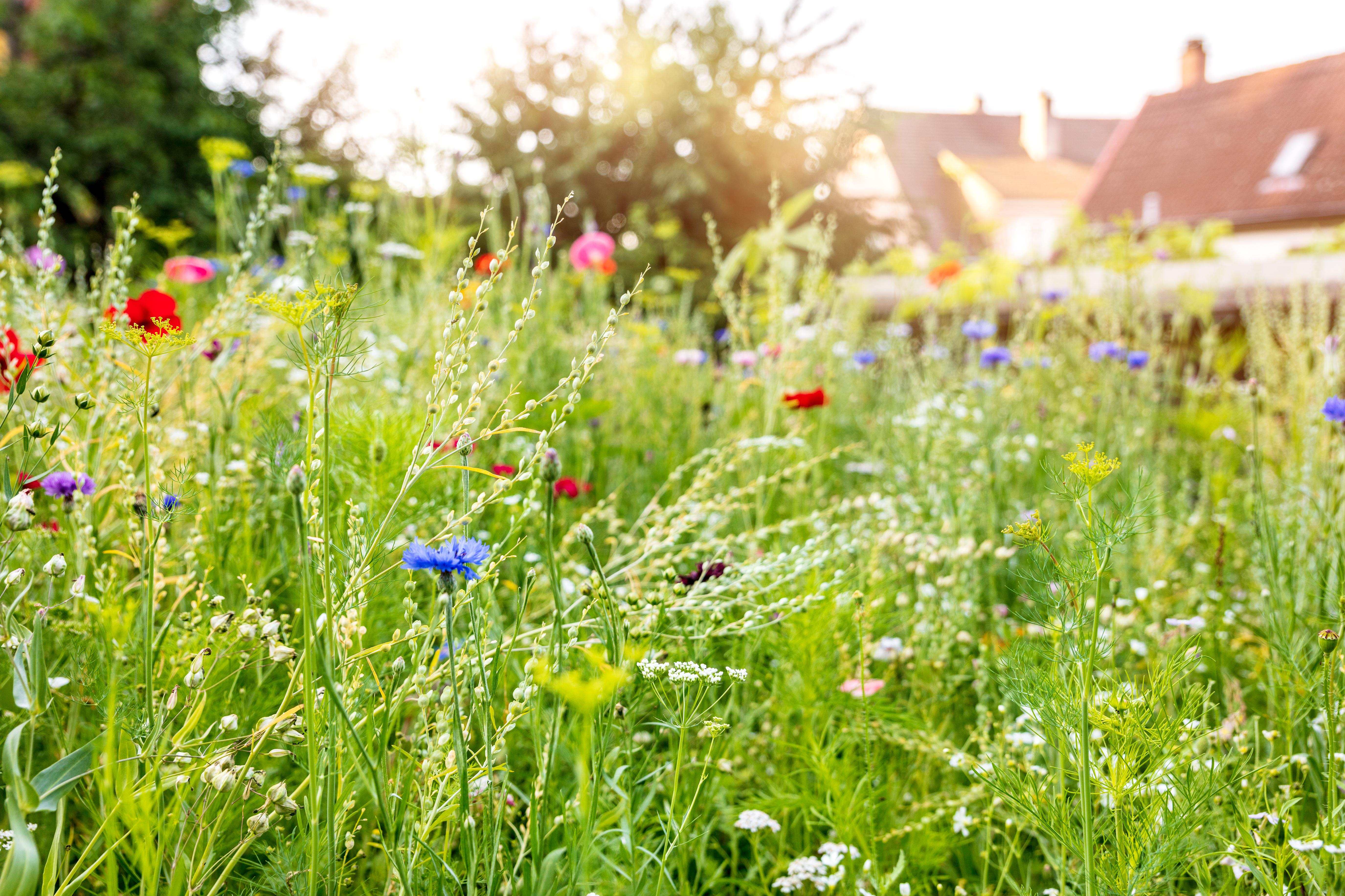 Urban wildflowers