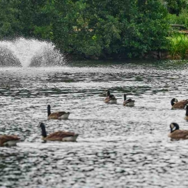 The Otterbine Fractional aerators completely transformed the lake at Millets Farm, resulting in healthy water and happy fish.